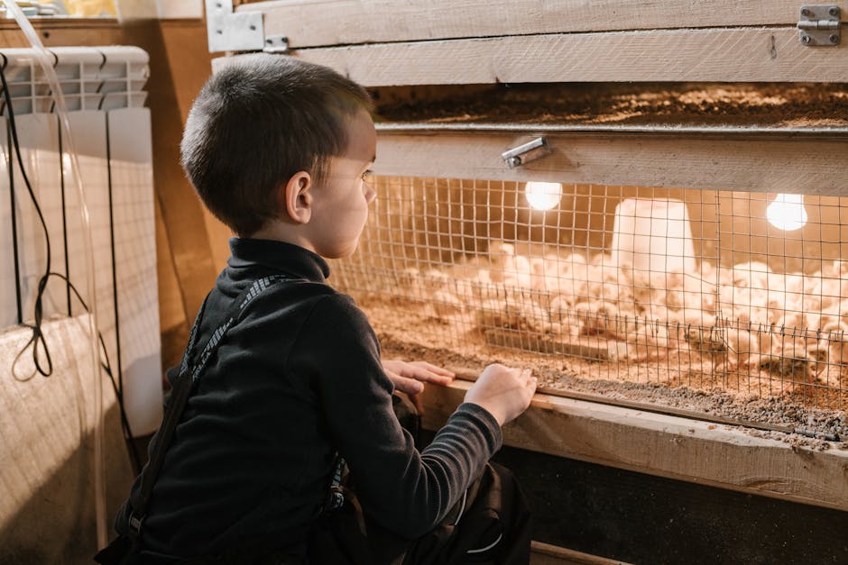 Children learning about sustainable farming at Chicken Road educational program