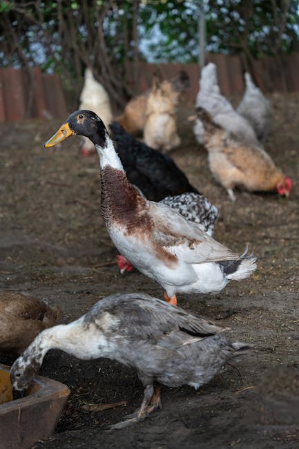 Educational workshop area where visitors learn about sustainable farming at Chicken Road