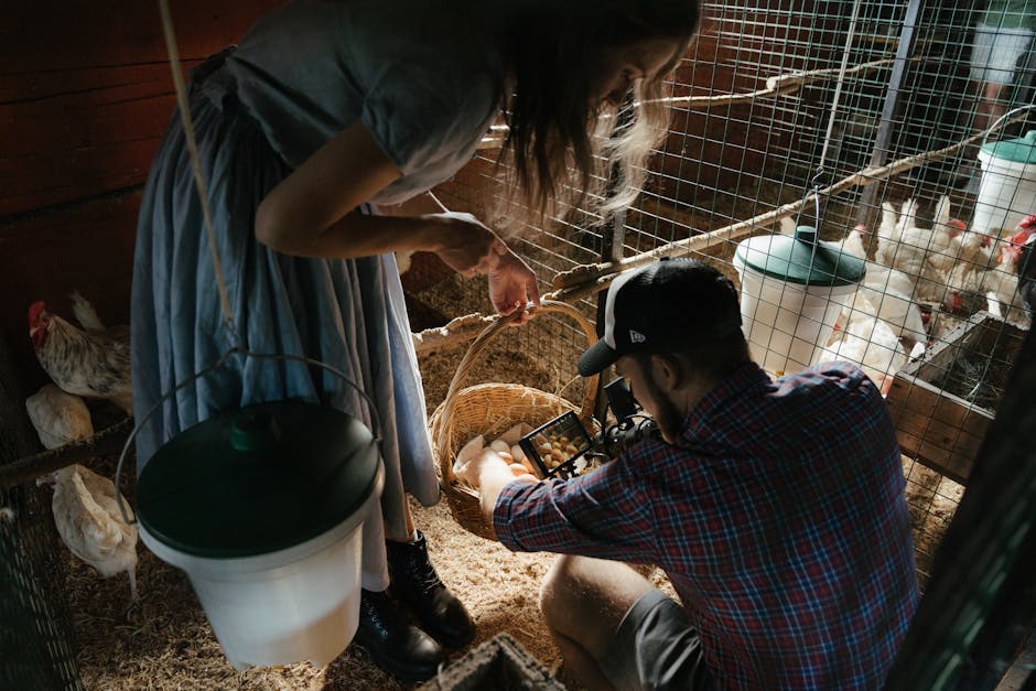 Farmer collecting eggs