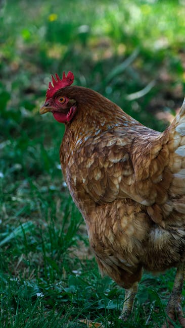 Free-range chickens roaming in green pastures at Chicken Road farm