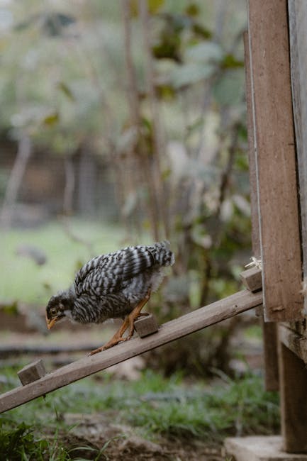 Free-Range Eggs