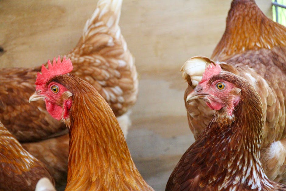 Pasture-Raised Chicken