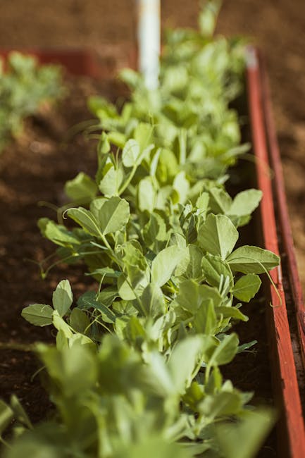 Rows of organic vegetables growing in Chicken Road's fertile soil